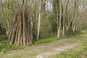 Hazel coppiced poles - stacked ready for collection at side of woodland ride Hazel coppiced poles - stacked ready for collection at side of woodland ride
