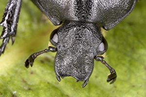 Head of Oak Chafer in close-up - Extremely rare Red Data Book species (RDB 1) Head of Oak Chafer in close-up - Extremely rare Red Data Book species (RDB 1)