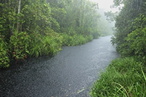 Heavy rain - blackwater river on the way to Camp Leakey Heavy rain - blackwater river on the way to Camp Leakey
