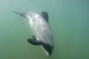 Hectors Dolphin - swimming in the ocean off the Catlins coast. This dolphin is endemic to New Zealand and threatened by fishing nets in which they often get caught. It is also the smallest of all dophins living in seawater Hectors Dolphin - swimming in the ocean off the Catlins coast. This dolphin is endemic to New Zealand and threatened by fishing nets in which they often get caught. It is also the smallest of all dophins living in seawater