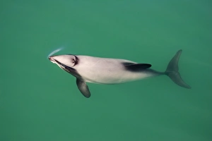 Hectors Dolphins - one of the smallest marine mammals - it is endangered due to fishing Hectors Dolphins - one of the smallest marine mammals - it is endangered due to fishing