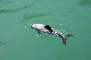 Hectors Dolphins - one of the smallest marine mammals - it is endangered due to fishing Hectors Dolphins - one of the smallest marine mammals - it is endangered due to fishing