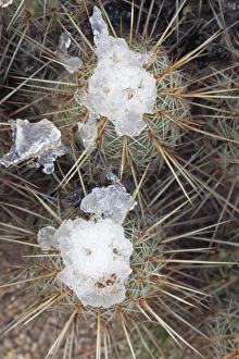 Hedgehog Cactus with snow after desert snow storm - Sonoran Desert Hedgehog Cactus with snow after desert snow storm - Sonoran Desert