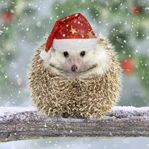 Hedgehog with Christmas hat on branch in winter snow Hedgehog with Christmas hat on branch in winter snow Hedgehog with Christmas hat on branch in winter snow Hedgehog with Christmas hat on branch in winter snow