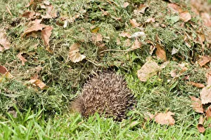 Hedgehog - juvenile burrowing into pile of garden leaves for hibernation Hedgehog - juvenile burrowing into pile of garden leaves for hibernation