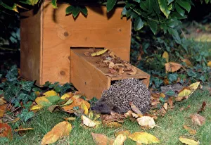 Hedgehog - visiting hibernation box Hedgehog - visiting hibernation box