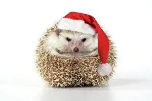 Santa Collection: Hedgehog - wearing Christmas hat Digital Manipulation: Hat JD
