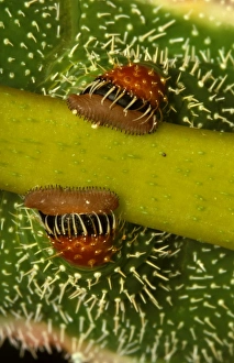 Helena moth larva - abdominal legs, with hooks for clinging to rough bark Helena moth larva - abdominal legs, with hooks for clinging to rough bark