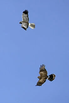 Raptor Collection: Hen Harrier - Male and female in flight over breeding territory Isle of Texel, Holland