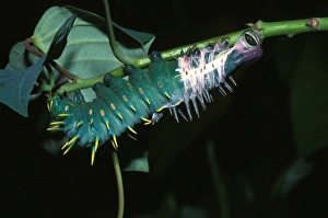 Hercules moth - larva casting its skin. The white ribbon is the breathing tubes lining Hercules moth - larva casting its skin. The white ribbon is the breathing tubes lining