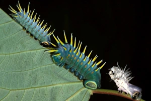 Hercules moth - larvae and a cast skin Hercules moth - larvae and a cast skin