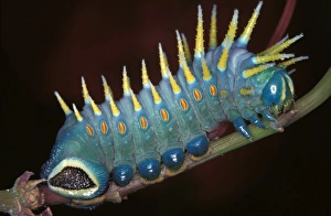 Hercules moth - mature larva; grows to about 10 cm Hercules moth - mature larva; grows to about 10 cm