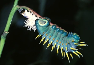 Hercules moth - newly moulted larva Hercules moth - newly moulted larva