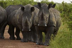 White Rhinoceros Gallery: A herd (AKA a crash or stubbornness')