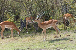 Images Dated 23rd January 2014: Herd of Impala (Aepyceros melampus)Msai