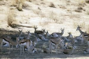 Images Dated 8th January 2006: Herd of springbok resting in shade at midday. Wide habitat tolerance, inhabiting savanna to desert