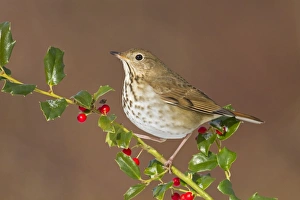 Hermit Thrush - with holly berries in winter Hermit Thrush - with holly berries in winter