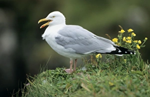 Herring GULL - Adult calling from cliff top Herring GULL - Adult calling from cliff top