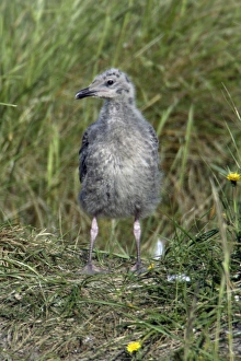 Herring Gull - Chick waiting for return of parent bird Herring Gull - Chick waiting for return of parent bird