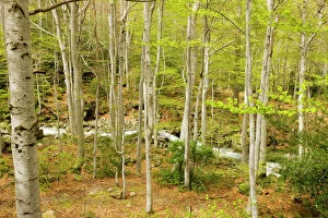 Beech Gallery: High altitude Beech forest - in spring