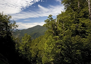 High altitude elfin forest dominated by southern beeches (mainly mountain beech) and mountain grass-tree High altitude elfin forest dominated by southern beeches (mainly mountain beech) and mountain grass-tree