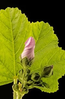 Images Dated 28th May 2004: High / Common Mallow France