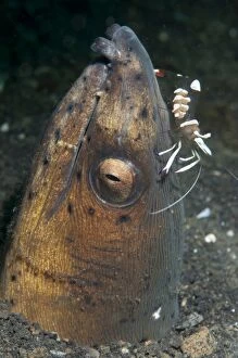 Images Dated 17th August 2008: Highfin Snake Eel in hole with Holtuis Anemone