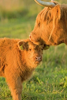 Images Dated 31st May 2007: Highland Cattle - adult with young - Norfolk grazing marsh - UK