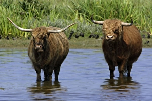 Highland Cattle - Bull and cow standing in lake to cool down in summer Highland Cattle - Bull and cow standing in lake to cool down in summer