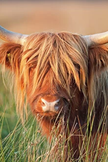 Cattle Collection: Highland Cattle - Norfolk grazing marsh - UK