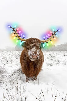 Bos indicus Gallery: Highland Cow, standing in snow-covered heathland
