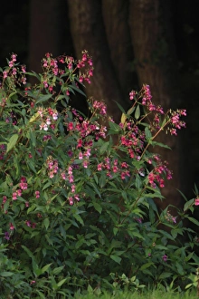 Himalayan Balsam - flowering at edge of stream Himalayan Balsam - flowering at edge of stream