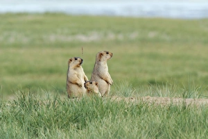 Himalayan Marmots - at the burrow entrance Himalayan Marmots - at the burrow entrance