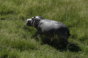 Hippopotamus - Walking on grass Hippopotamus - Walking on grass