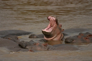 Hippopotamus - in water yawning Hippopotamus - in water yawning