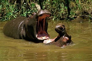 Images Dated 18th August 2009: Hippopotamus - young playing in water practising the great gape (up to 150 degrees)