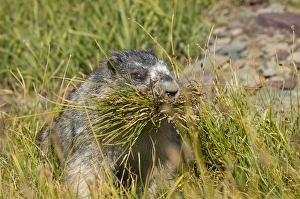 Nesting Material Gallery: Hoary Marmot