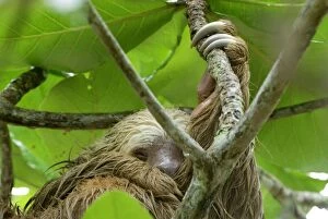 hoffmanns Two-toed Sloth - Hanging from tree