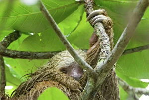 Hoffmanns Two-toed Sloth - during heavy rain