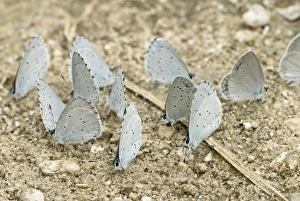 Holly Blues with one Short-tailed Blue Butterfly (Everes argiades) - Taking minerals from ground Holly Blues with one Short-tailed Blue Butterfly (Everes argiades) - Taking minerals from ground
