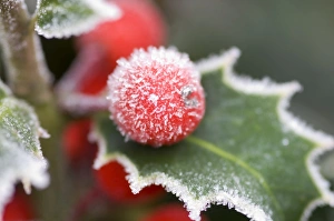 Holly Rimed berries - In frost Holly Rimed berries - In frost