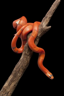 Honduran Milk Snake - Hypo vanishing mutation Honduran Milk Snake - Hypo vanishing mutation