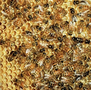 Interior Collection: Honey Bee - Queen & workers on comb