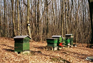Honey Beehives