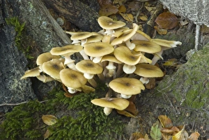Honey Fungus / Boot-lace Fungus, found in dense clusters on or around trunks or stumps of Honey Fungus / Boot-lace Fungus, found in dense clusters on or around trunks or stumps of