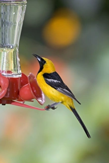 Hooded Oriole - male, at a hummingbird feeder Hooded Oriole - male, at a hummingbird feeder