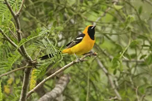 Images Dated 1st April 2008: Hooded Oriole South Texas in April