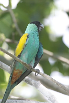 Hooded Parrot - male Hooded Parrot - male