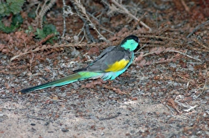 Hooded Parrot - male foraging on ground Hooded Parrot - male foraging on ground
