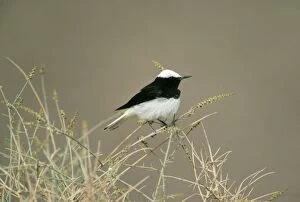 Images Dated 17th September 2004: Hooded Wheatear Male
